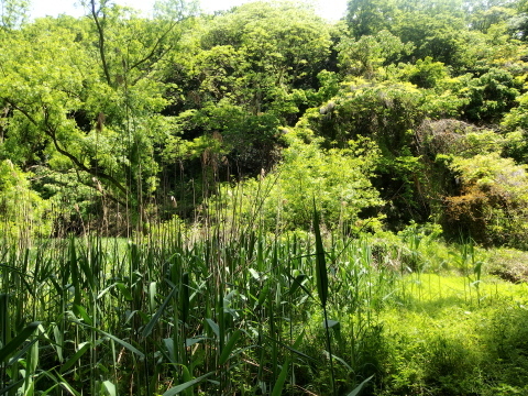 c0097838_16062176.jpg