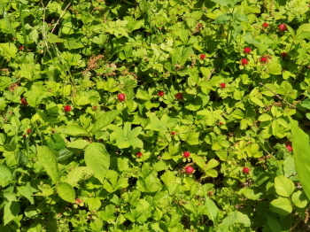 c0097838_17231610.jpg