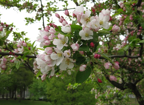 c0148165_1712101.jpg