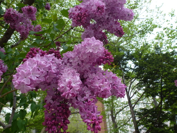 e0160568_15444072.jpg