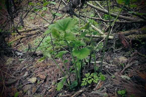 c0237780_2033729.jpg