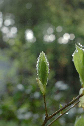 a0061599_6335484.jpg