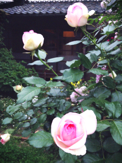 d0077603_14355679.jpg