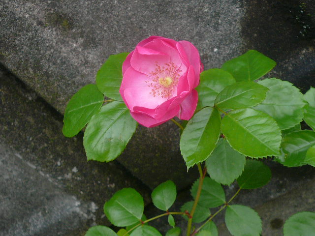 e0026017_21515411.jpg