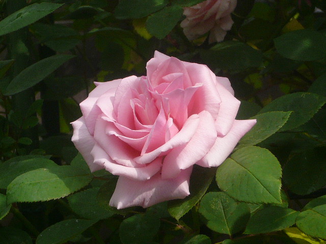 e0026017_2152306.jpg