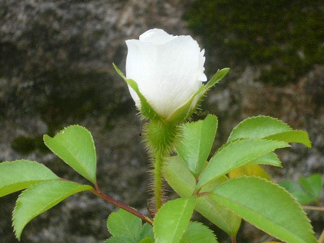 e0026017_2153377.jpg