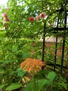c0204121_875359.jpg