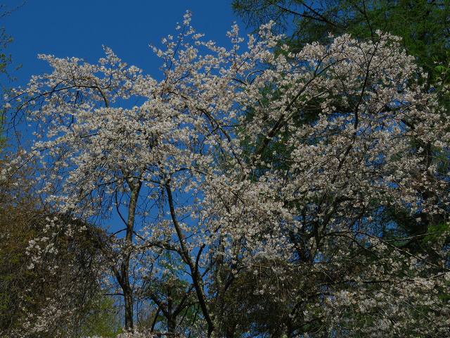 e0242721_862059.jpg