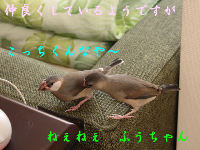 c0365734_22070387.jpg