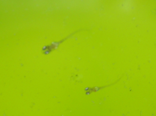 e0097534_17303463.jpg