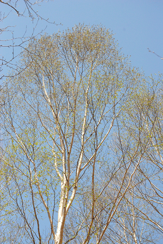 a0001354_221917100.gif