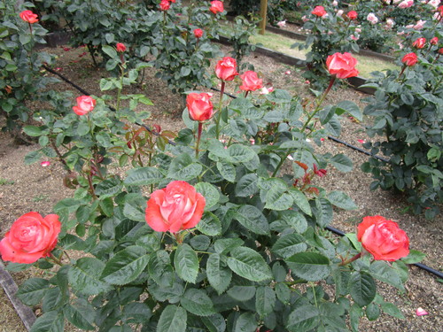 b0245877_22585573.jpg
