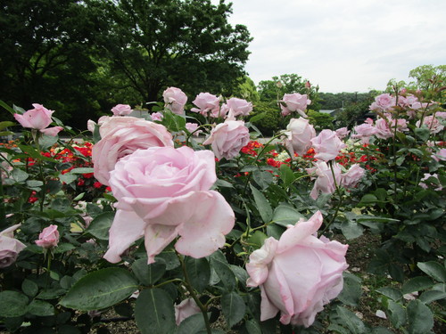 b0245877_22595029.jpg