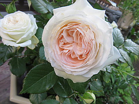 d0046702_5473594.jpg
