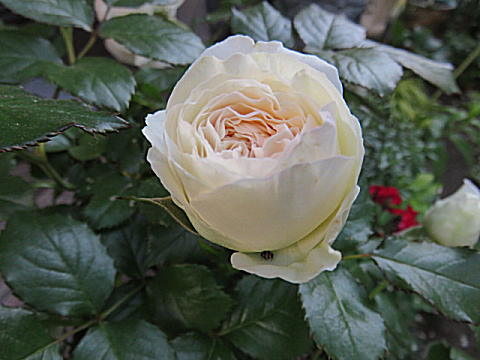 d0046702_5475569.jpg