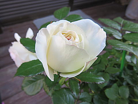 d0046702_5481314.jpg