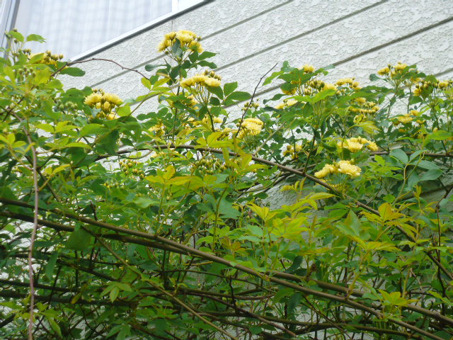 b0035611_20555057.jpg