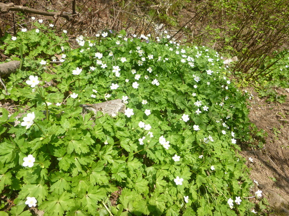 d0170615_17493545.jpg