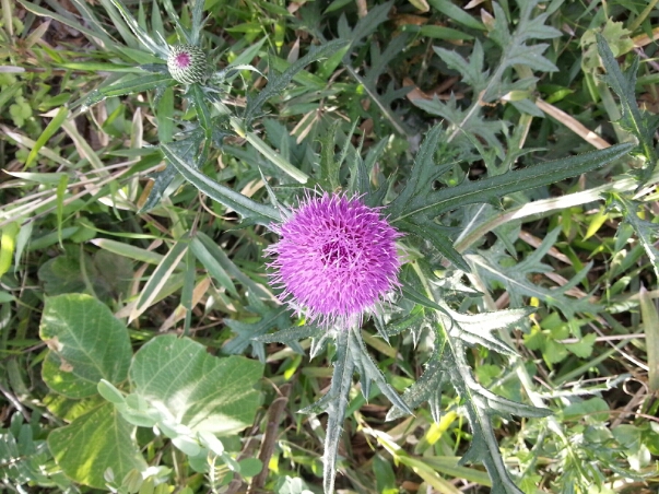 c0049825_9151666.jpg