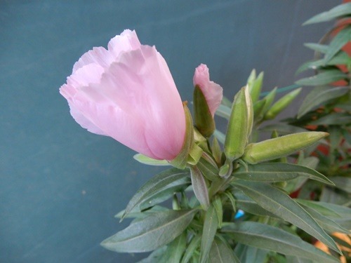 e0033229_2058027.jpg