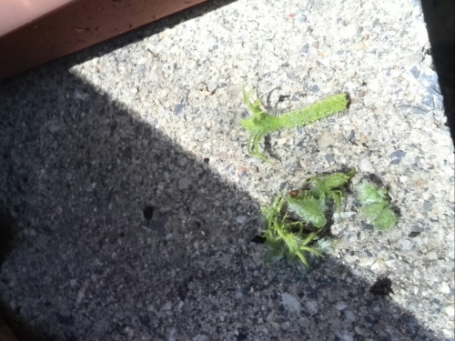 c0194042_21341681.jpg