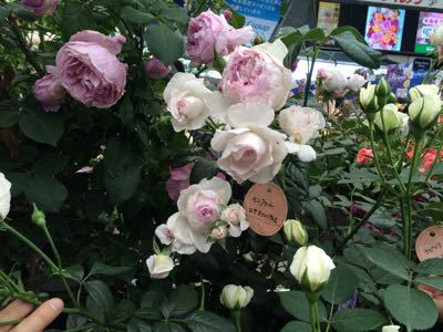 c0359445_5442494.jpg