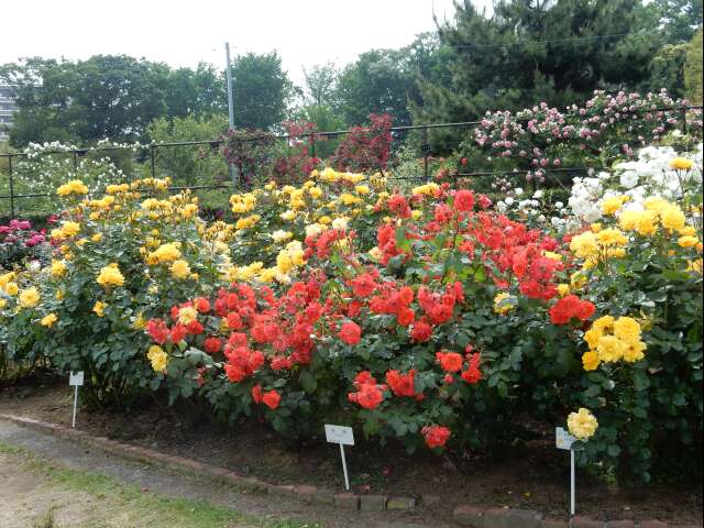 e0043548_21264192.jpg