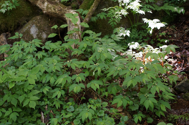 f0214649_20222232.jpg