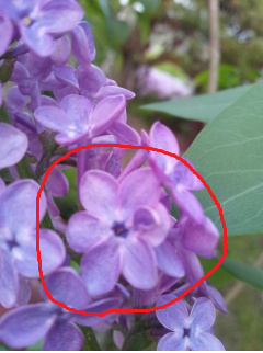 c0248067_8453372.png