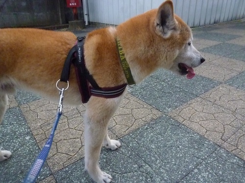 c0123890_2032090.jpg