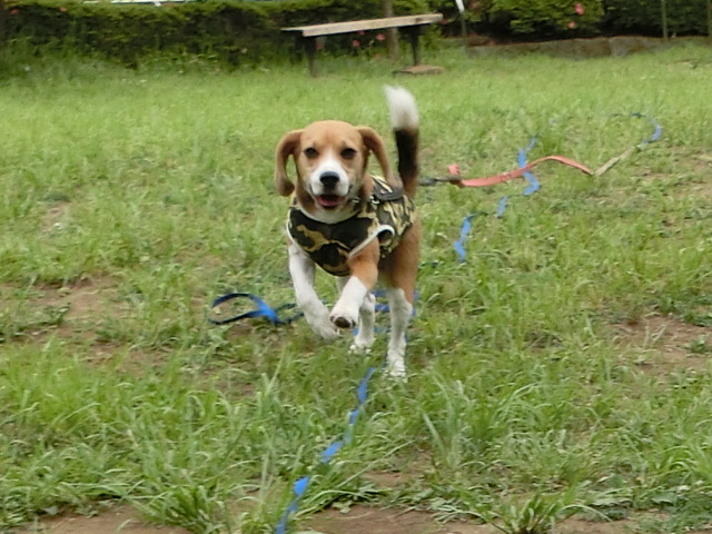 a0319693_17285912.jpg