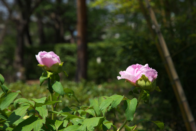 a0263109_21454646.jpg