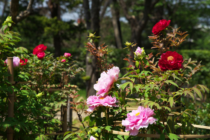 a0263109_21471599.jpg