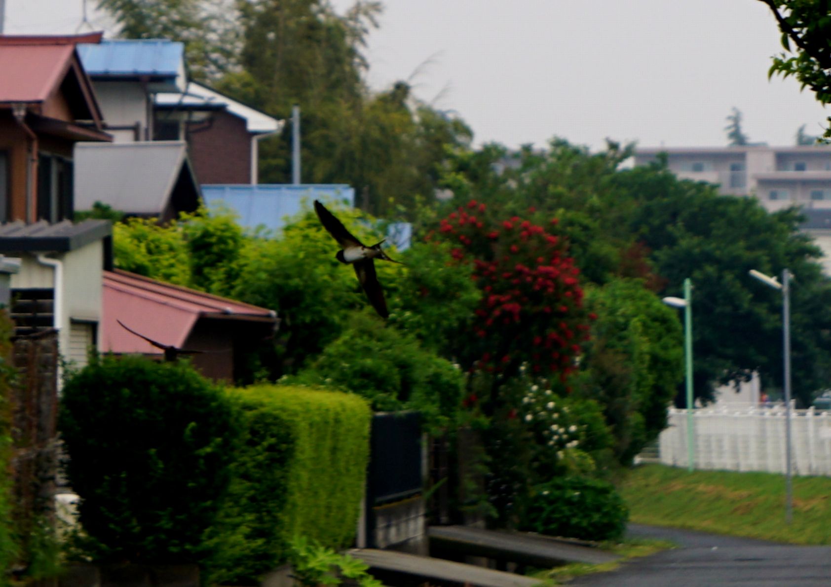 e0149934_20122529.jpg