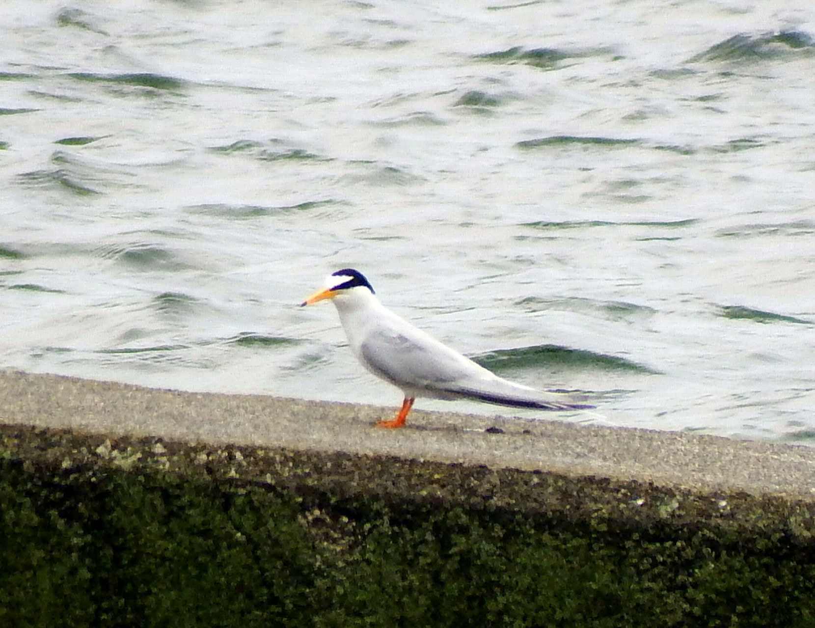 e0149934_20132186.jpg
