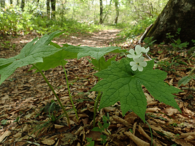 f0214649_1614229.jpg