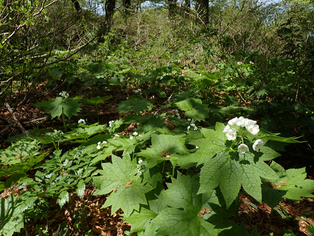 f0214649_1843612.jpg