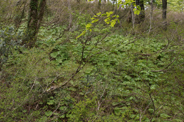 f0214649_1921739.jpg