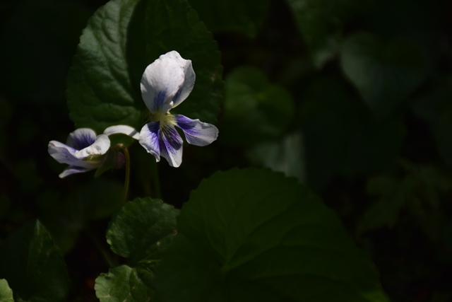 f0342371_915358.jpg
