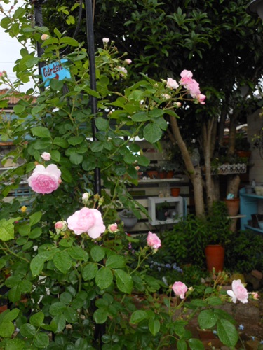 b0096584_22491540.jpg