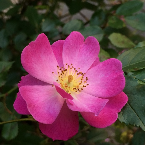 f0201297_2353287.jpg