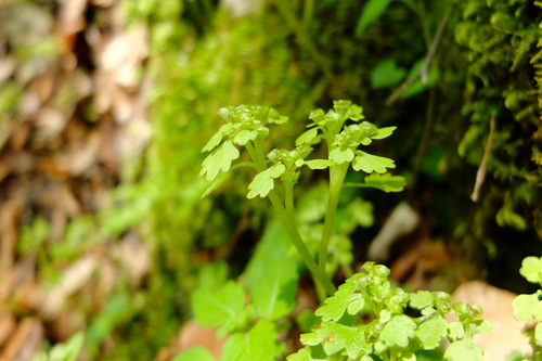 e0304001_2111317.jpg