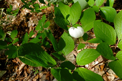 e0304001_2115879.jpg