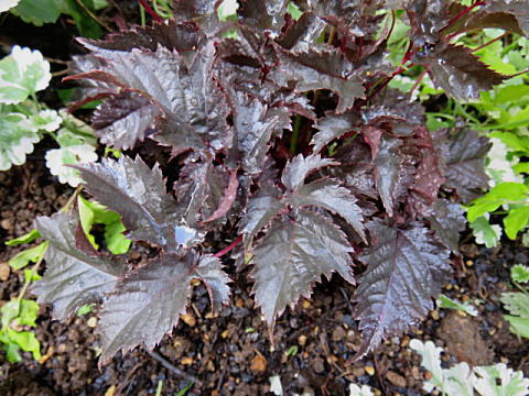 d0046702_5145659.jpg