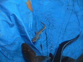 e0144903_11442115.jpg