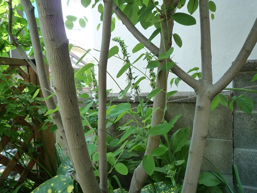 e0234004_1981690.jpg