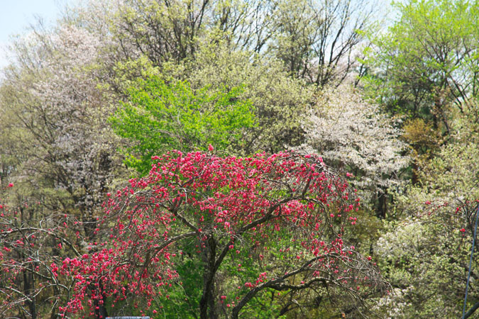 a0263109_2373559.jpg
