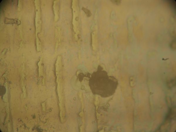 c0164709_17292868.jpg