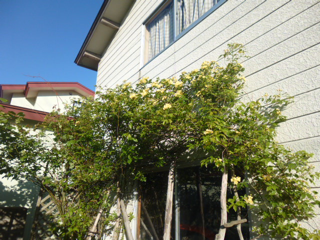 b0035611_20114391.jpg