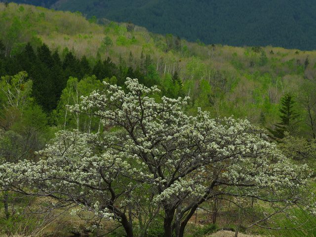 e0242721_86129.jpg